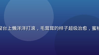 橘猫在阳光照射的窗台上懒洋洋打滚，毛茸茸的样子超级治愈，蜜桃视频萌宠日常精选